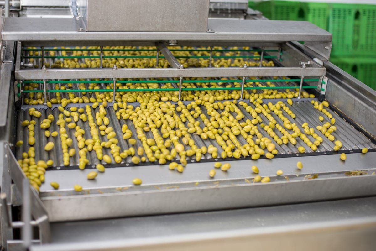 Aceitunas en la línea de procesamiento