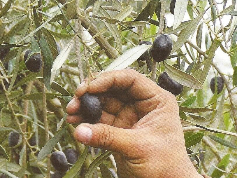 Cosecha manual de aceitunas directamente del olivo