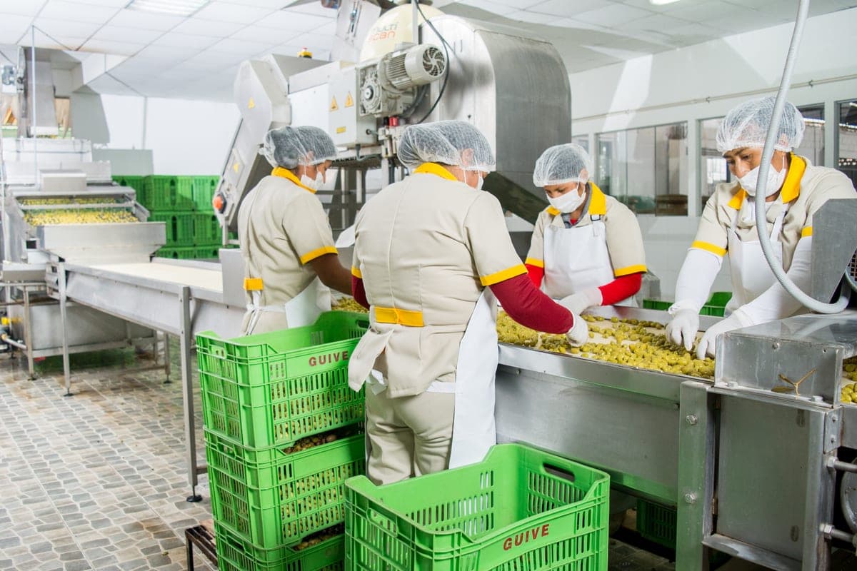 Trabajadores de Guive seleccionando aceitunas a mano en la planta
